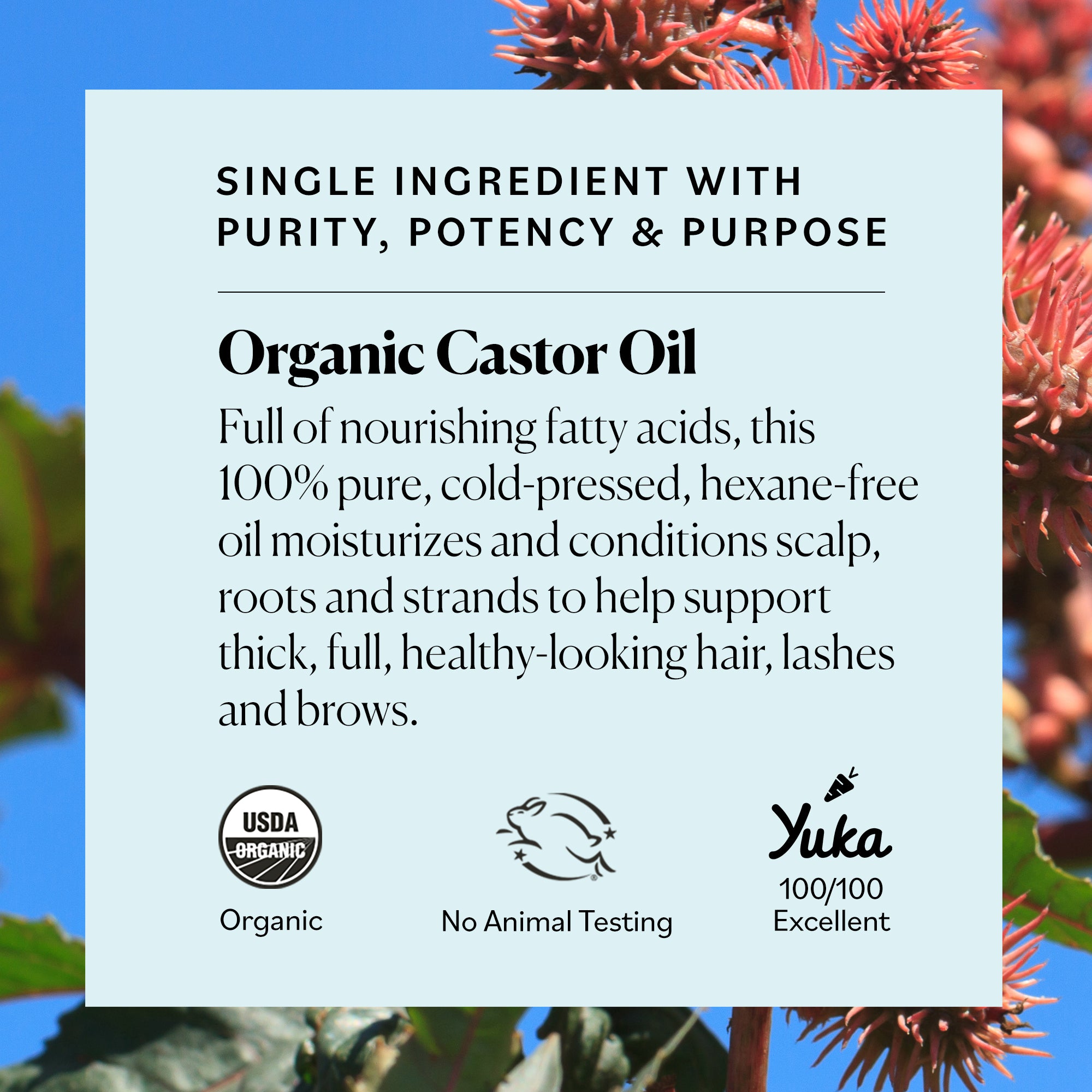castor oil plant benefits Organic Castor Oil – Sky Organics
